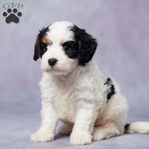 Atlas, Cavapoo Puppy